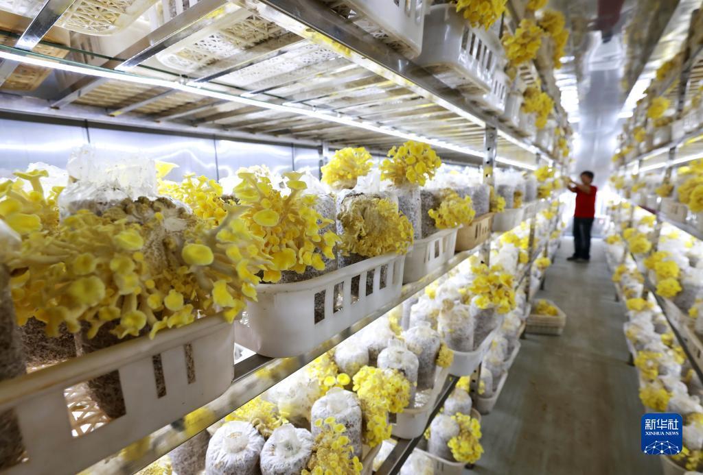 扎金花游戏厅